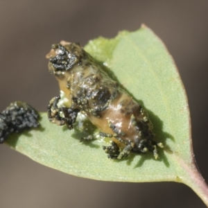 Oxyops fasciculatus at Scullin, ACT - 29 Nov 2020