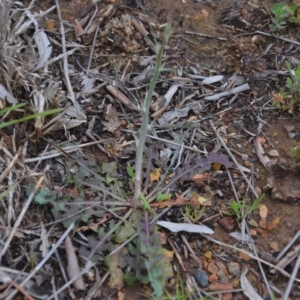 Chondrilla juncea at Sutton, NSW - 24 Oct 2020