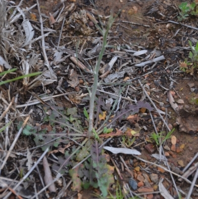 Chondrilla juncea (Skeleton Weed) at Sutton, NSW - 24 Oct 2020 by natureguy