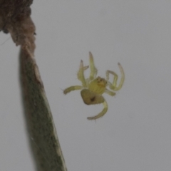 Austracantha minax at Higgins, ACT - 7 Jan 2021