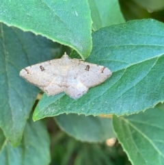 Dissomorphia australiaria (Dashed Geometrid, Ennominae) at Murrumbateman, NSW - 5 Jan 2021 by SimoneC