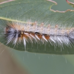 Anthela varia (Hairy Mary) at Hawker, ACT - 5 Jan 2021 by AlisonMilton