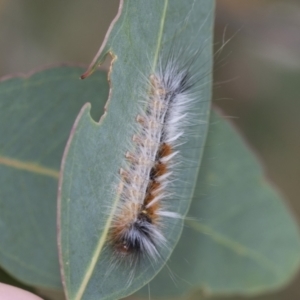 Anthela varia at Hawker, ACT - 6 Jan 2021 08:07 AM