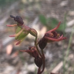 Caleana minor (Small Duck Orchid) at Goulburn Mulwaree Council - 7 Jan 2021 by mcleana