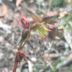 Caleana minor at Lower Boro, NSW - 7 Jan 2021