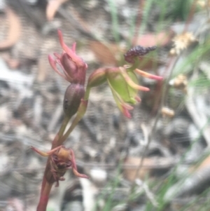 Caleana minor at Lower Boro, NSW - suppressed