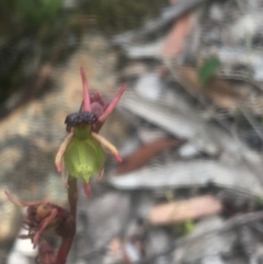 Caleana minor at Lower Boro, NSW - suppressed