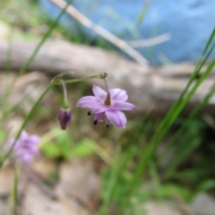 Arthropodium minus (Small Vanilla Lily) at Nangus, NSW - 11 Oct 2015 by abread111