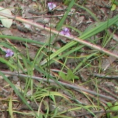 Arthropodium minus at Nangus, NSW - 11 Oct 2015 01:03 PM