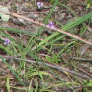 Arthropodium minus at Nangus, NSW - 11 Oct 2015 01:03 PM