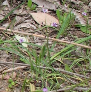 Arthropodium minus at Nangus, NSW - 11 Oct 2015 01:03 PM