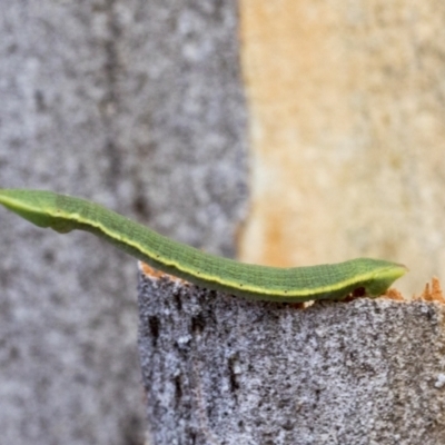 Geometridae (family) IMMATURE (Unidentified IMMATURE Geometer moths) at The Pinnacle - 6 Jan 2021 by AlisonMilton