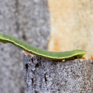 Geometridae (family) IMMATURE at Holt, ACT - 6 Jan 2021