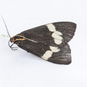 Nyctemera amicus at Holt, ACT - 6 Jan 2021