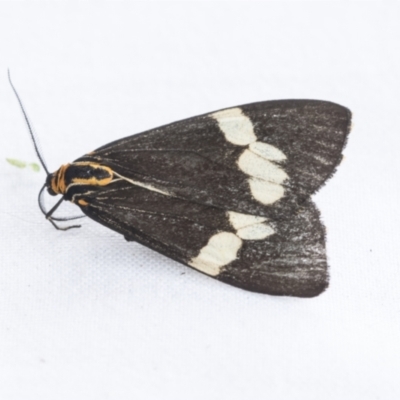 Nyctemera amicus (Senecio Moth, Magpie Moth, Cineraria Moth) at Holt, ACT - 6 Jan 2021 by AlisonMilton