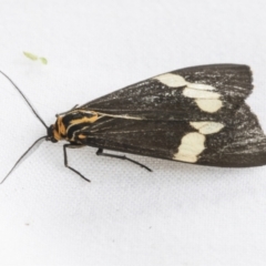 Nyctemera amicus at Holt, ACT - 6 Jan 2021