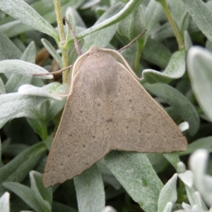 Arhodia lasiocamparia at Macarthur, ACT - 6 Jan 2021