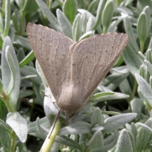 Arhodia lasiocamparia at Macarthur, ACT - 6 Jan 2021