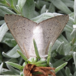 Arhodia lasiocamparia at Macarthur, ACT - 6 Jan 2021