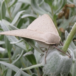 Arhodia lasiocamparia at Macarthur, ACT - 6 Jan 2021