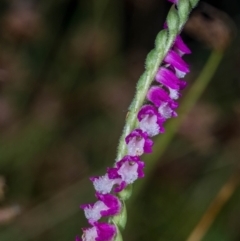 Spiranthes australis at Conder, ACT - 7 Jan 2021