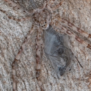 Tamopsis sp. (genus) at Paddys River, ACT - 7 Jan 2021 10:50 AM