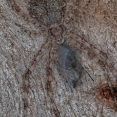 Tamopsis sp. (genus) at Paddys River, ACT - 7 Jan 2021