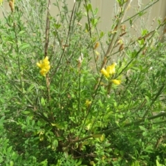 Genista monspessulana (Cape Broom, Montpellier Broom) at Macarthur, ACT - 5 Jan 2021 by RodDeb