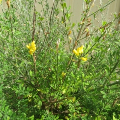 Genista monspessulana (Cape Broom, Montpellier Broom) at Macarthur, ACT - 6 Jan 2021 by RodDeb