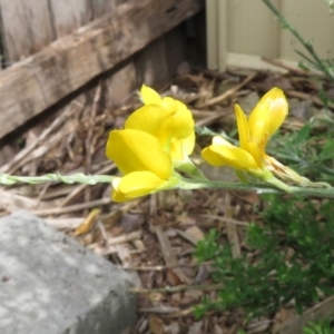 Genista monspessulana at Macarthur, ACT - 6 Jan 2021