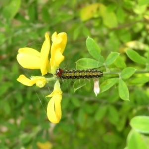 Genista monspessulana at Macarthur, ACT - 6 Jan 2021