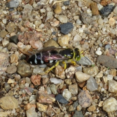 Bembix sp. (genus) (Unidentified Bembix sand wasp) at Macarthur, ACT - 5 Jan 2021 by RodDeb