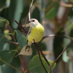 Gerygone olivacea (White-throated Gerygone) at Tharwa, ACT - 6 Jan 2021 by RodDeb