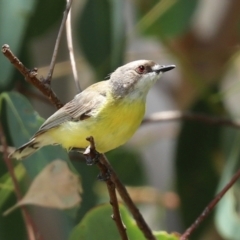 Gerygone olivacea at Tharwa, ACT - 6 Jan 2021