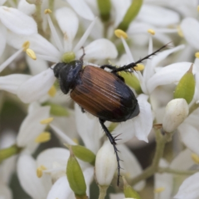 Phyllotocus navicularis (Nectar scarab) at The Pinnacle - 5 Jan 2021 by AlisonMilton