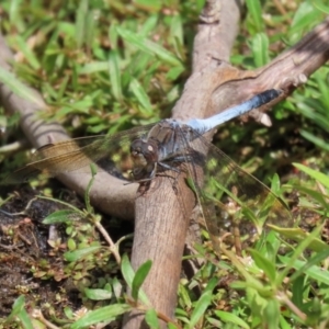 Orthetrum caledonicum at Paddys River, ACT - 6 Jan 2021 11:41 AM