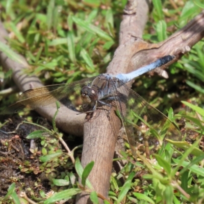 Orthetrum caledonicum (Blue Skimmer) at Paddys River, ACT - 6 Jan 2021 by RodDeb