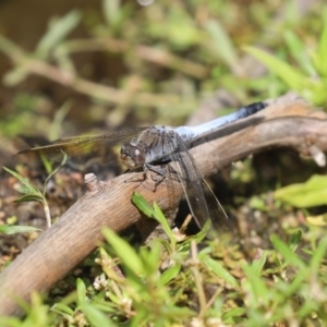 Orthetrum caledonicum at Paddys River, ACT - 6 Jan 2021 11:41 AM