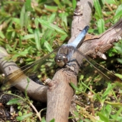 Orthetrum caledonicum at Paddys River, ACT - 6 Jan 2021 11:41 AM