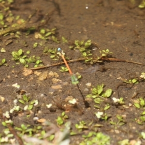 Ischnura aurora at Paddys River, ACT - 6 Jan 2021