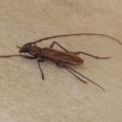 Pachydissus sp. (genus) (Longhorn or longicorn beetle) at Paddys River, ACT - 6 Jan 2021 by RodDeb