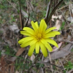 Microseris walteri at Nangus, NSW - 11 Oct 2015 12:58 PM