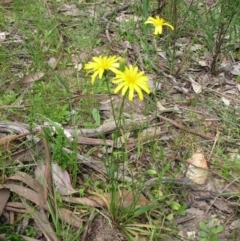 Microseris walteri at Nangus, NSW - 11 Oct 2015 12:58 PM