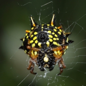 Austracantha minax at Acton, ACT - suppressed