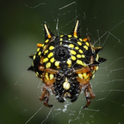 Austracantha minax (Christmas Spider, Jewel Spider) at Acton, ACT - 7 Jan 2021 by TimL