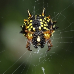 Austracantha minax at Acton, ACT - suppressed