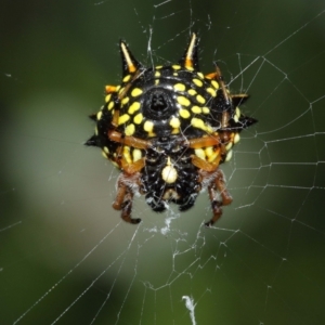 Austracantha minax at Acton, ACT - suppressed