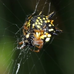 Austracantha minax at Acton, ACT - suppressed