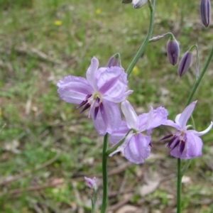 Arthropodium strictum at Nangus, NSW - 11 Oct 2015 01:10 PM