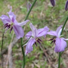 Arthropodium strictum at Nangus, NSW - 11 Oct 2015 01:10 PM